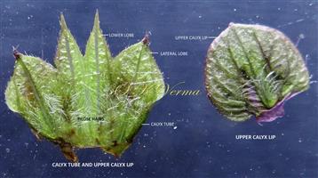 Calyx opened